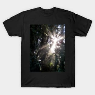 fall morning forest sun rays 3 T-Shirt